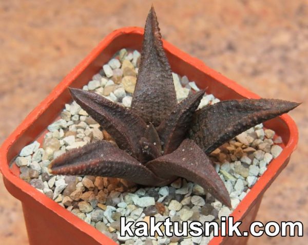 Haworthia venosa v.granulata x koelmaniorum
