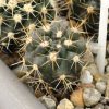 Horridocactus tuberisulcatus (Ex. Haage)