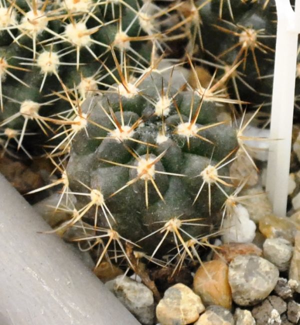 Horridocactus tuberisulcatus (Ex. Haage)