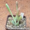 Kalanchoe thyrsiflora f. mostruosa 2