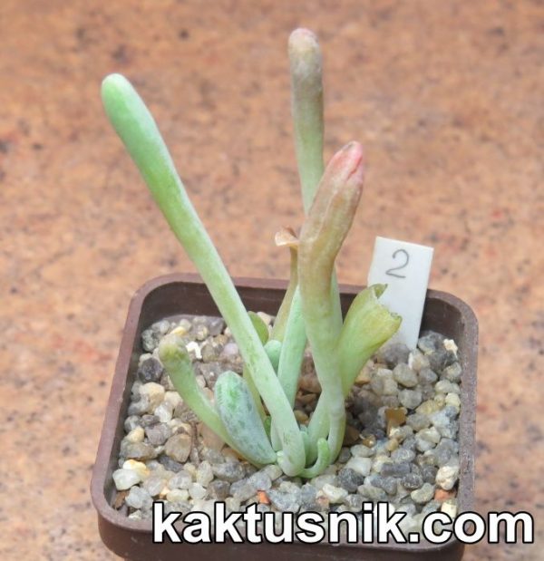 Kalanchoe thyrsiflora f. mostruosa 2