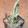 Kalanchoe thyrsiflora f. mostruosa 3