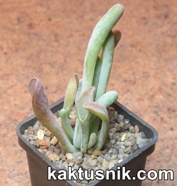 Kalanchoe thyrsiflora f. mostruosa 3