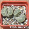 Lithops otzeniana