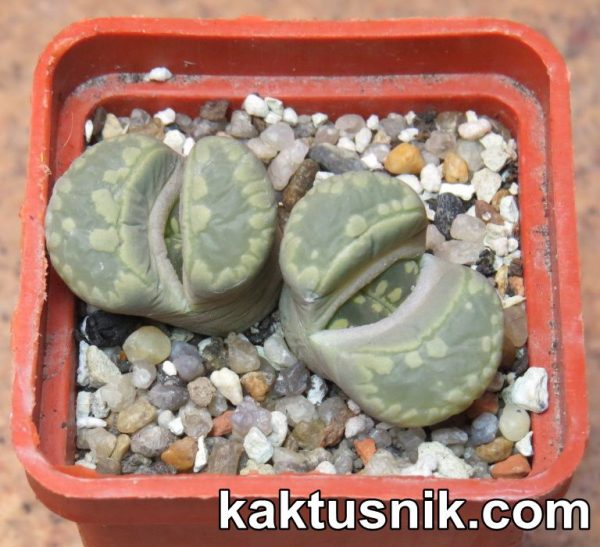 Lithops otzeniana