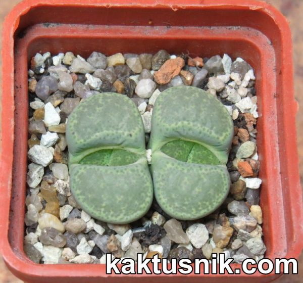 Lithops terricolor ‘Speckled Gold’