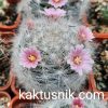 Mammillaria glassii v. ascensions
