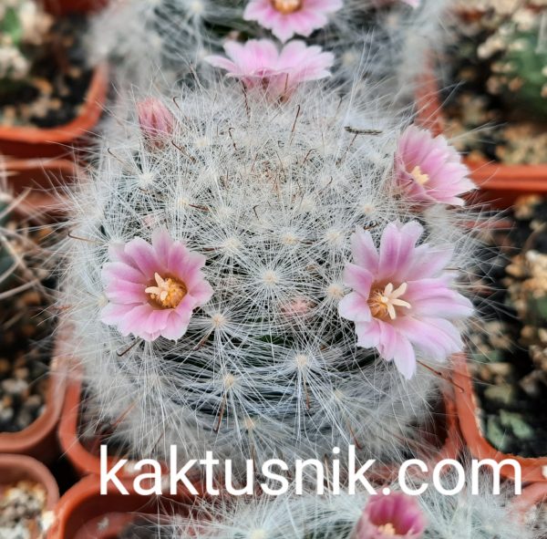 Mammillaria glassii v. ascensions