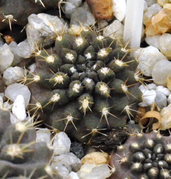 Neoporteria curvispina v. carrizalensis (Huasco)