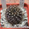 Pyrrhocactus taltalensis JN1310 №1