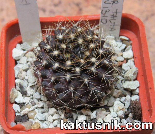 Pyrrhocactus taltalensis JN1310 №1