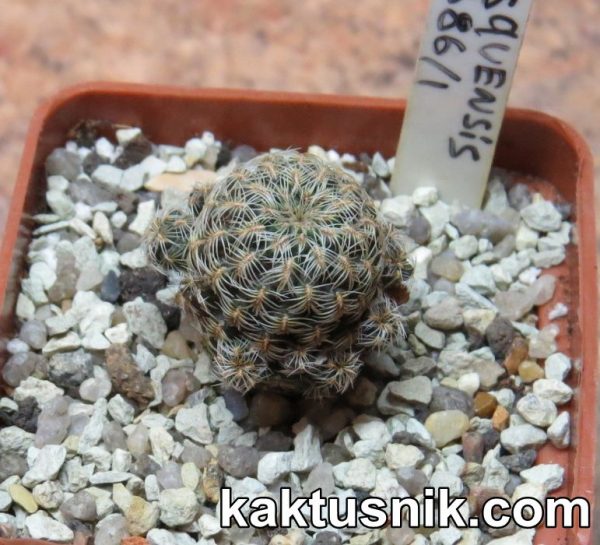 Sulcorebutia mizquensis LH1386