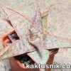 Aloe ‘Donnie’ hybrid