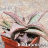 Aloe ‘Donnie’ hybrid_