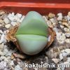 Argyroderma aff. crateriforme__