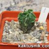 Astrophytum myriostigma f.nudum ‘Fukuryu’ 1