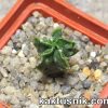 Astrophytum myriostigma f.nudum ‘Fukuryu’ 1_