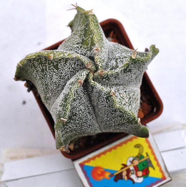 Astrophytum (ornatum nudum x myriostigma f. quadro)1