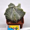 Astrophytum (ornatum nudum x myriostigma f. quadro)3