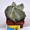 Astrophytum (ornatum nudum x myriostigma f. quadro)4