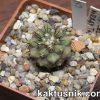 Copiapoa columna-alba — between Taltal end Cifuncho- 3