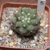 Copiapoa columna-alba — between Taltal end Cifuncho- 5