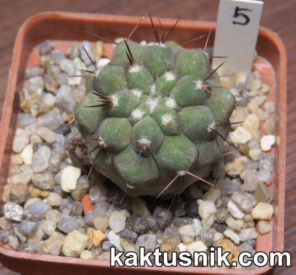 Copiapoa columna-alba — between Taltal end Cifuncho- 5