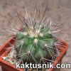 Copiapoa scopulina