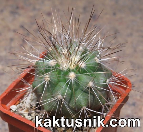 Copiapoa scopulina