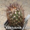 Coryphantha pseudoechinus MG120