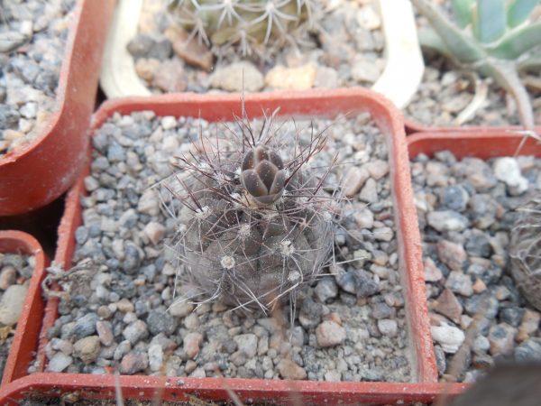 DSCN7715