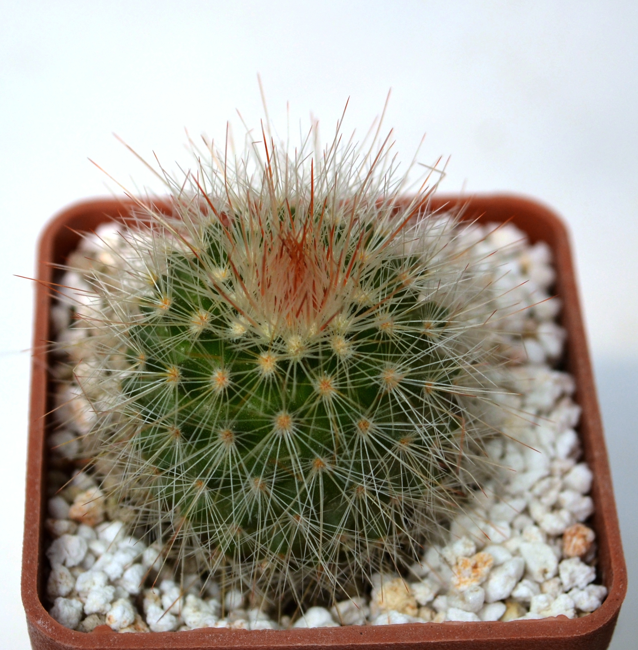 Mammillaria crassior (Ko)  Cactus-shop