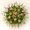 Discocactus alteolens (Buena Vista-Inhai 775m.,Minas Gerais, MH-587m.)2.1