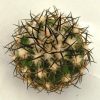 Discocactus alteolens (Buena Vista-Inhai 775m.,Minas Gerais, MH-587m.)3.1