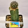 Discocactus alteolens (Buena Vista-Inhai 775m.,Minas Gerais, MH-587m.)3.2