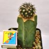 Discocactus alteolens (Buena Vista-Inhai 775m.,Minas Gerais, MH-587m.)3.3