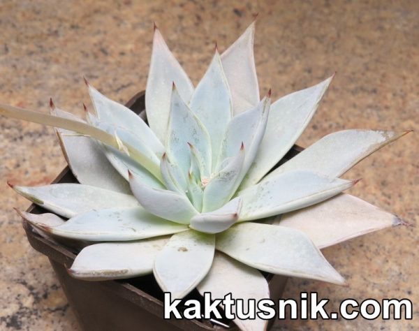 Echeveria cuspidata -26 km od Parrad dela Fuerde .Coah-