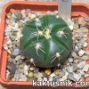 Gymnocalycium denudatum ‘Jan Suba’ 2