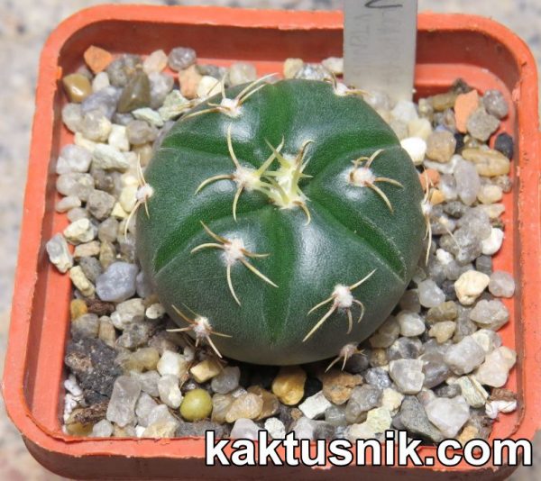 Gymnocalycium denudatum ‘Jan Suba’ 2