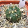 Gymnocalycium denudatum ‘Jan Suba’ 3