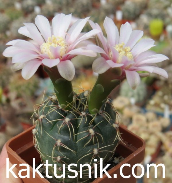 Gymnocalycium erinaceum v. paucisquamosum Gymnocalycium erinaceum v. paucisquamosum