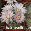 Gymnocalycium erinaceum v. paucisquamosum_ Gymnocalycium erinaceum v. paucisquamosum_