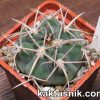 Gymnocalycium ferox var. ferocior 1