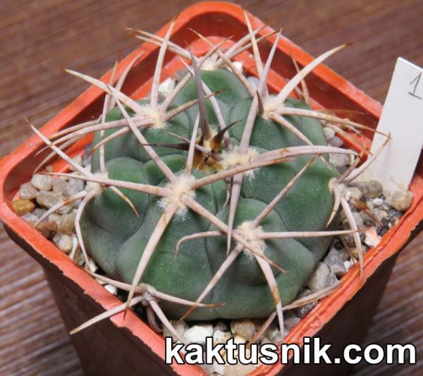 Gymnocalycium ferox var. ferocior 1