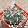 Gymnocalycium ferox var. ferocior 1