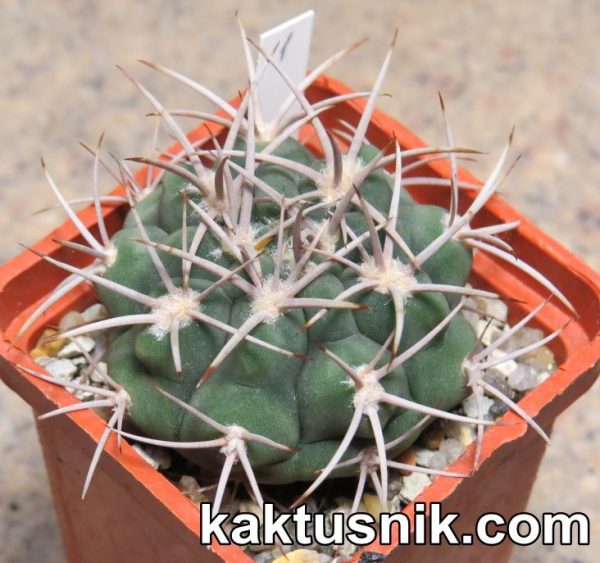 Gymnocalycium ferox var. ferocior 1