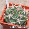 Gymnocalycium ferox var. ferocior 2