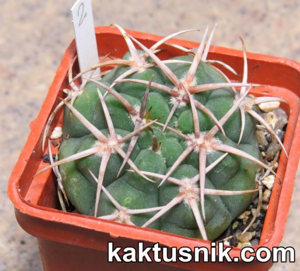 Gymnocalycium ferox var. ferocior 2