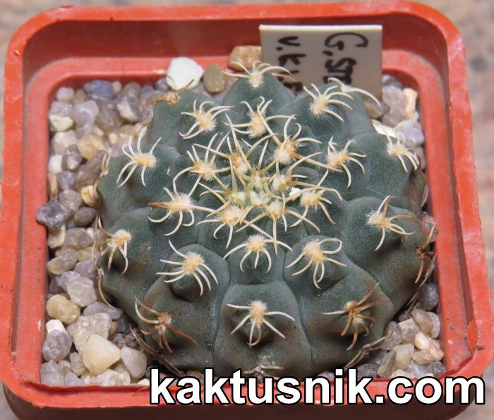 Gymnocalycium stellatum v.kleiniae CH1847  Cactus-shop