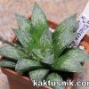 Haworthia ‘Ginsekai’ hybrid x Haworthia reticulata x ‘Kegazato’ 3